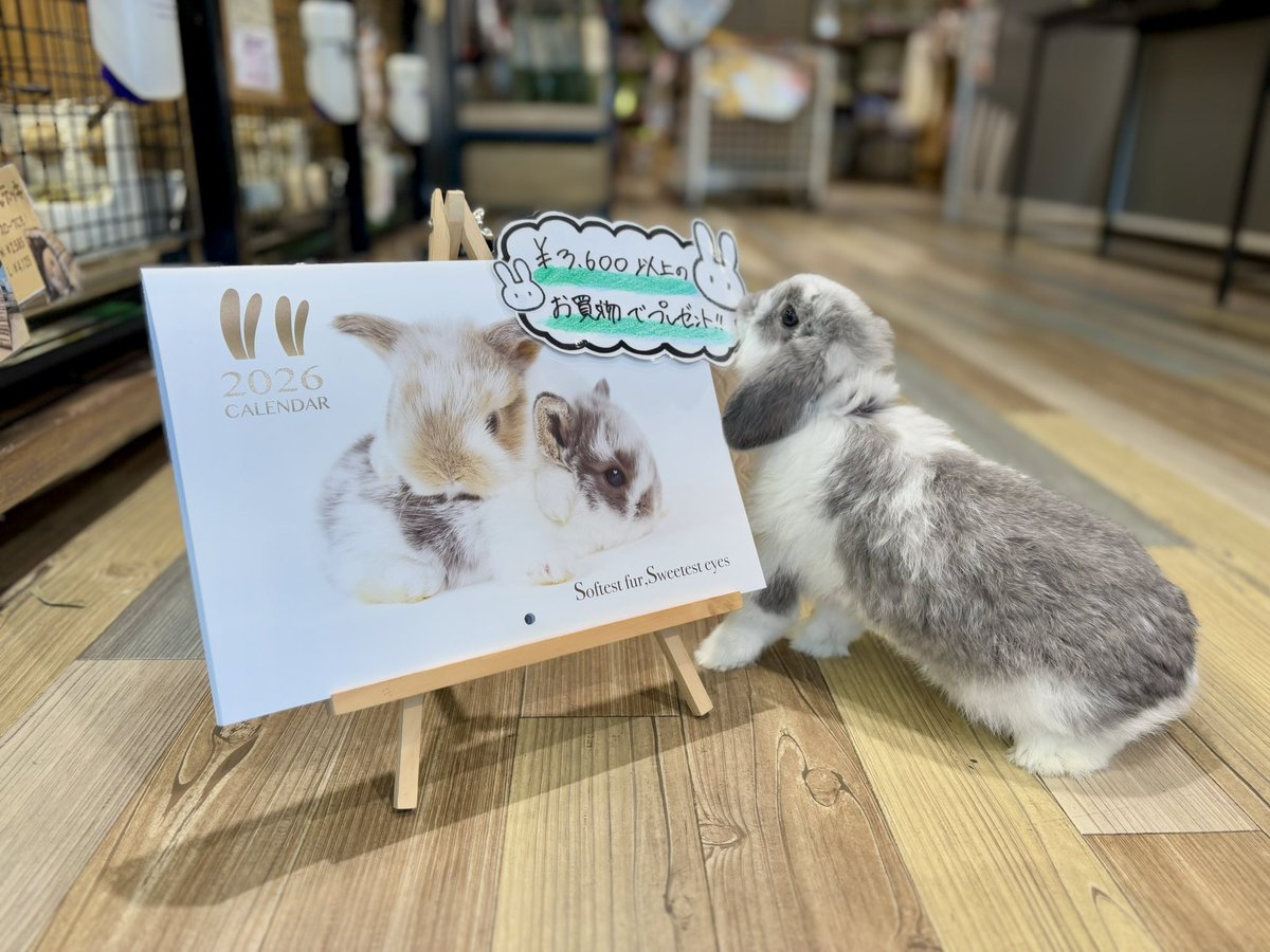 うさぎのしっぽ (@sippo_info) / Posts / X