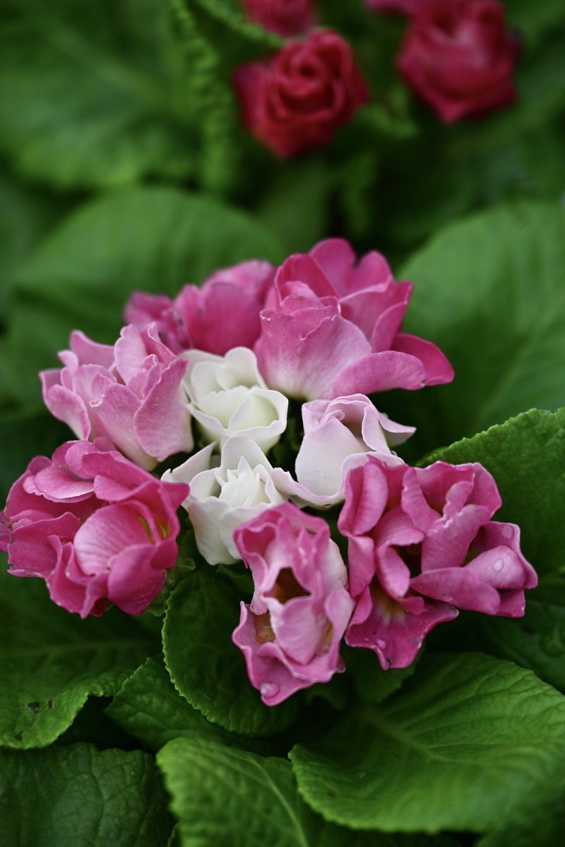 Flower Photo Club Community on X - 4.4K Members