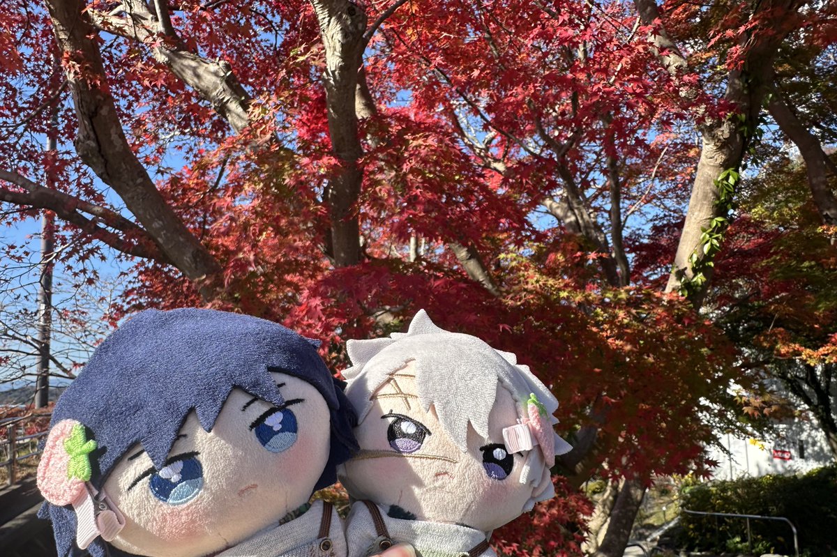 あ～にゃん214315です❣️(6月15日予定) 初めての🍁～ 2人は赤くなる前の🍁を知らないので「赤いなー」と思っ