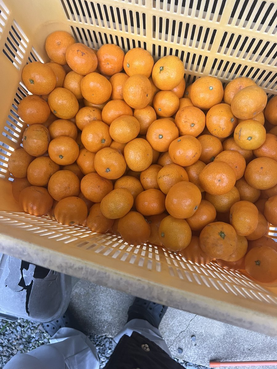 今年もみかんをたくさんいただきましたε ˙ ᴥ˙ )✧🍊
コンテナ単位なのでしばらく困らなそうです😂