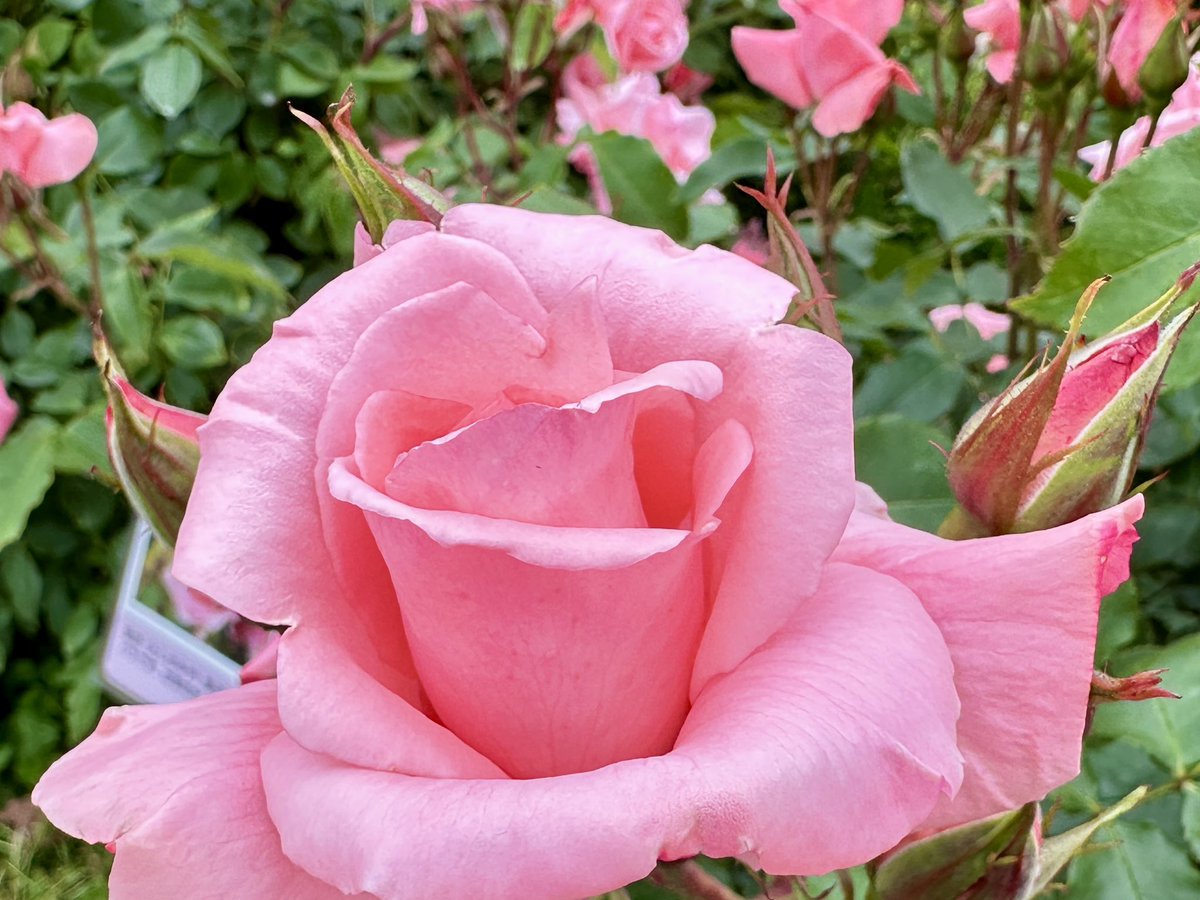 rosemama (@diary_rosemama) / Posts / X