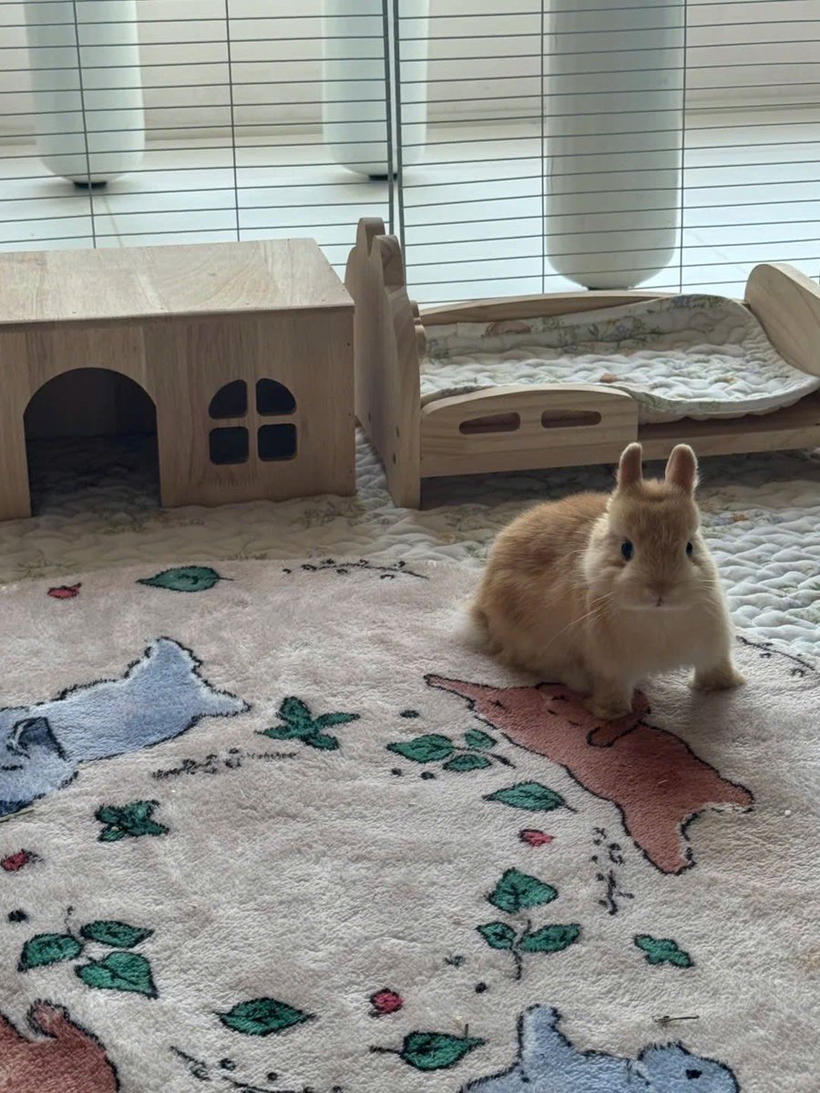 Why you should have a rabbit tweet media