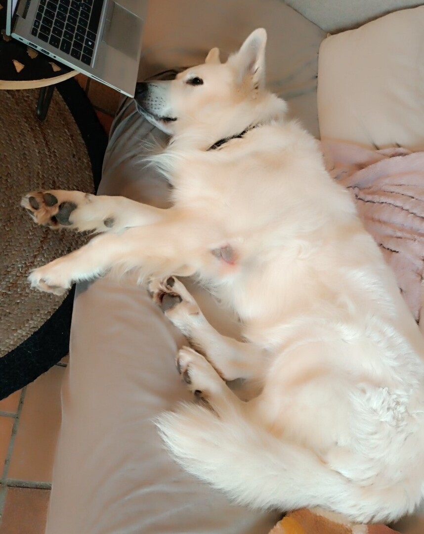 🟠 🐶 Chien perdu le 28/11/2025 à Sauzé-Entre-Bois (79190).
Race : Berger Blanc Suisse / Âge : 8 an(s)
Simba / Mâle / Identifié(e) : Oui

☎️ 0667433016
📧 bene.daniaud@gmail.com

#VigiPets #chienperdu #chientrouve #chien #perdu #trouve