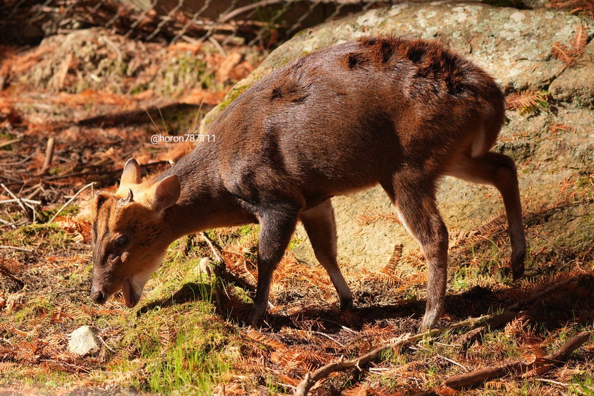 キョンがいるの知らなかった。 #キョン #安佐動物公園