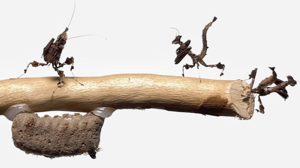 みなさんこんばんは〜❗️
新しい動画投稿しました。
今回はあの激レアカマキリです😼
↓↓↓↓↓↓↓↓↓↓↓↓↓↓
youtu.be/K7bb5chnh5U?si…
【驚愕】ドラゴンの形をしたカマキリが産まれました……