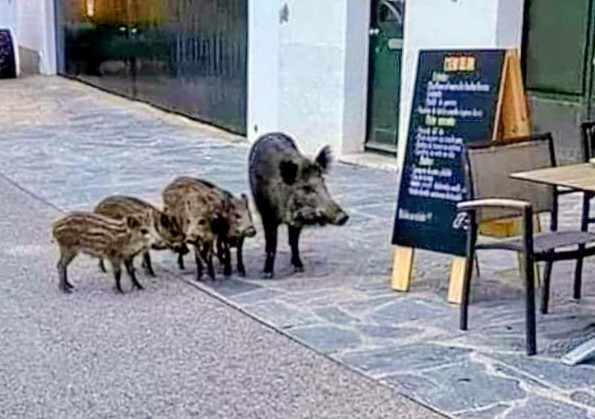 S'estan mirant el menú. Això que pot fer gracia es la mostra d'una mala gestió. La proliferació de senglars, alguns a dins les ciutats, amb gent que els dona menjar, contenidors en mal estat, pot portar a un daltabaix de primer ordre. Fa cent anys que els pagesos avisen. Ni cas.