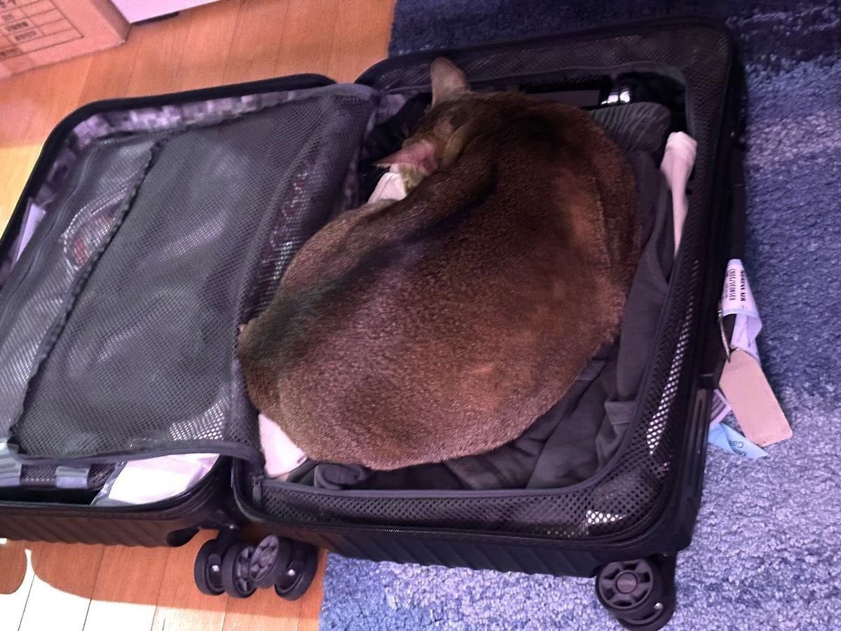 juistheju's tweet image. ถ้าน้องมานอนในกระเป๋าเดินทางเราแบบนี้แปลว่าอะไรหรอคะ😭