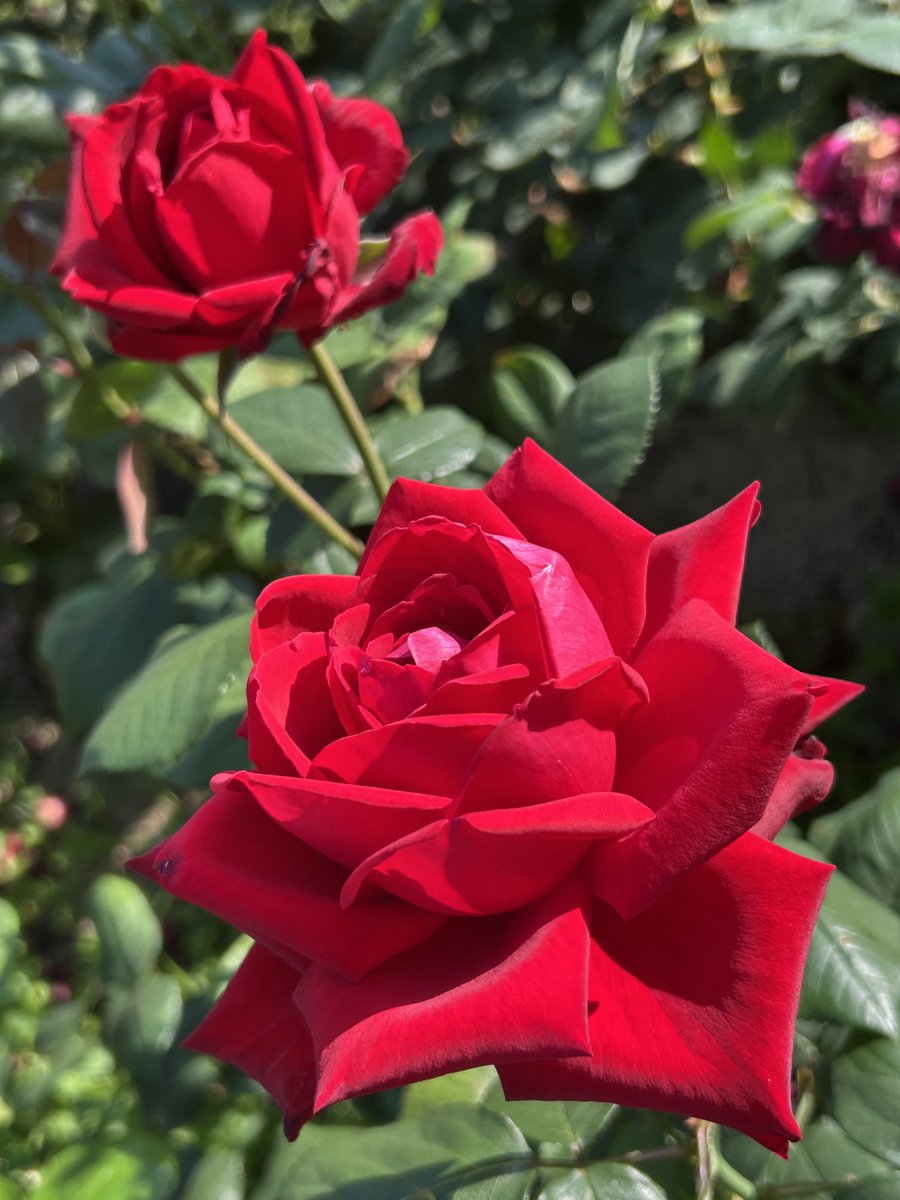 こんばんは🌃

今日から12月と言うのに暖かかったですね〜

帰りはコートいらず

今日もお疲れ様でした

夜はヒンヤリしますので暖かくしてお過ごしください☆

今日も観てくださって沢山のいいね🩷RP🩵リプ🧡フォロー💙
ありがとうございました🙏

皆さんの優しい繋がりに感謝します🥰

素敵夜を🌉💓