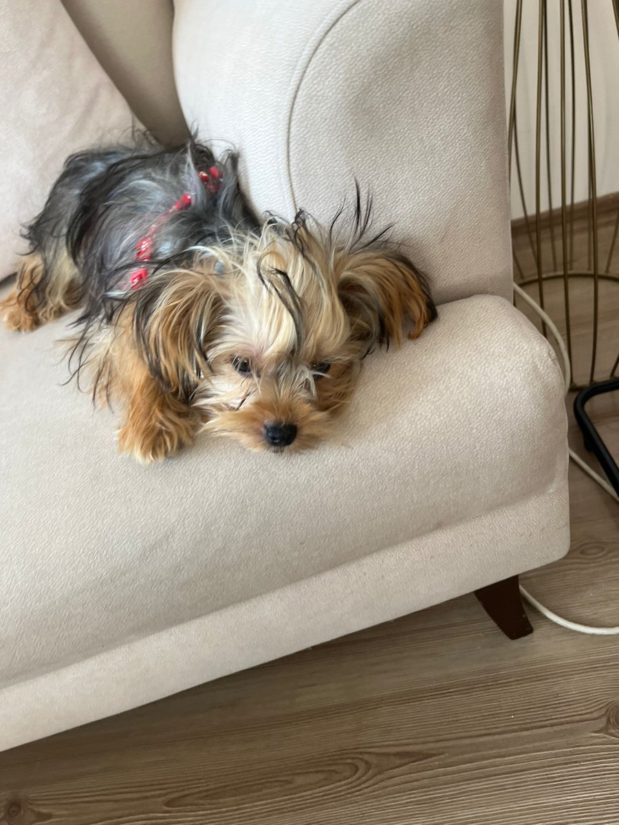 KAYIP ARANIYOR❗️❗️❗️
BÜYÜKÇEKMECE, MİMAROBA HAYVANSEVERLERİNİN DİKKATİNE .❗️❗️❗️

Yorkshire Terrier, 10 aylık 01.12.2025 ( bu sabah)  10.30'da tasmasından sıyrılıp  kaçarak kaybolmuş. 
BULURSANIZ KORUMAYA ALIN.

 Büyükçekmece,  Mimaroba, Batıkent sitesi. 
İletişim: 05465590568