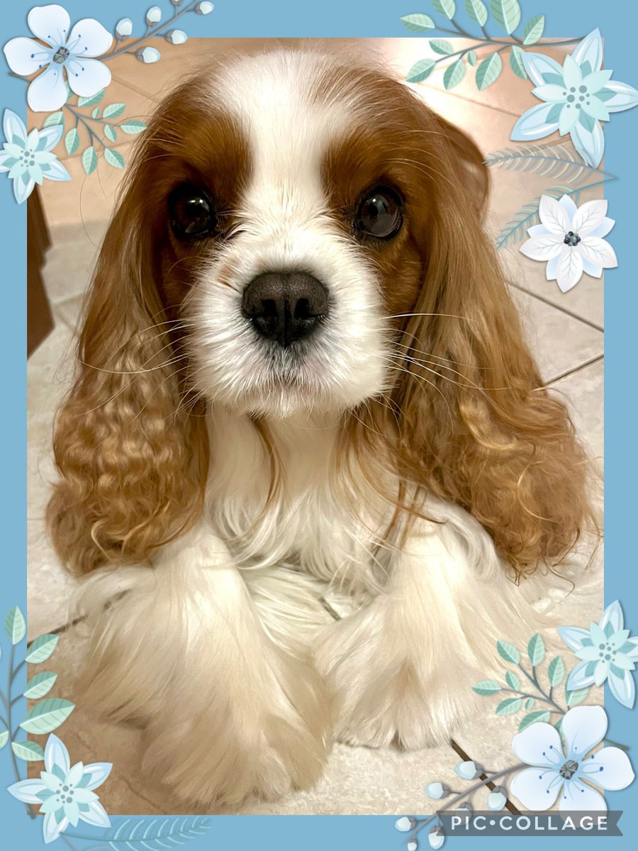Welcome December! ❄️☃️🎄
#CavalierKingCharlesSpaniel 🐶
#December #Winter