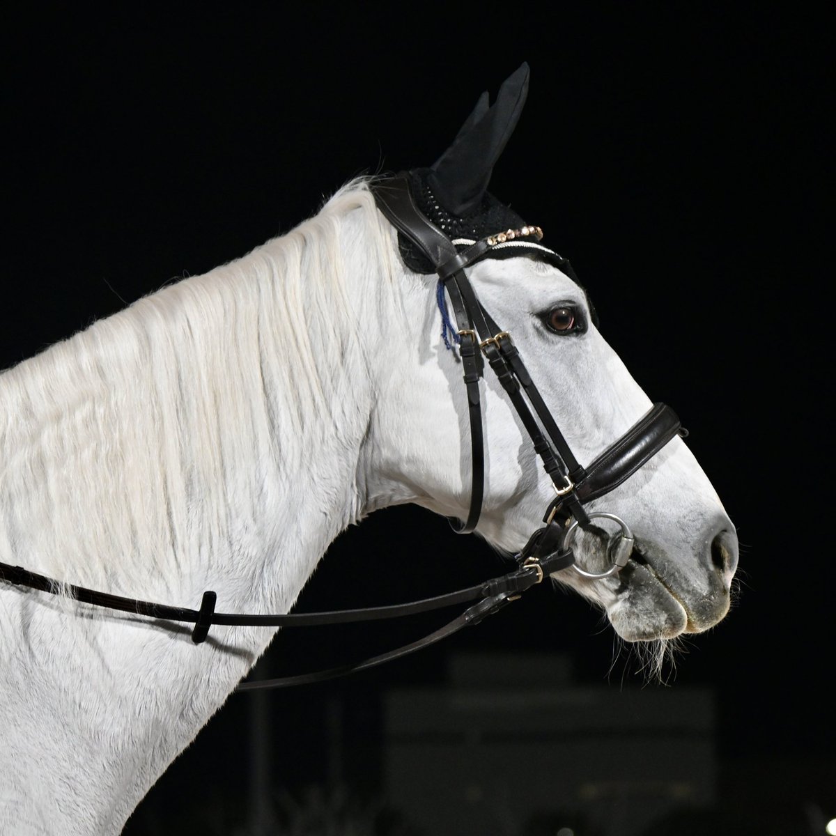 しろまる (@shiro1maru) / Posts / X