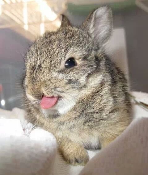 Bunnies's tweet photo. https://t.co/mG58yiMCVA