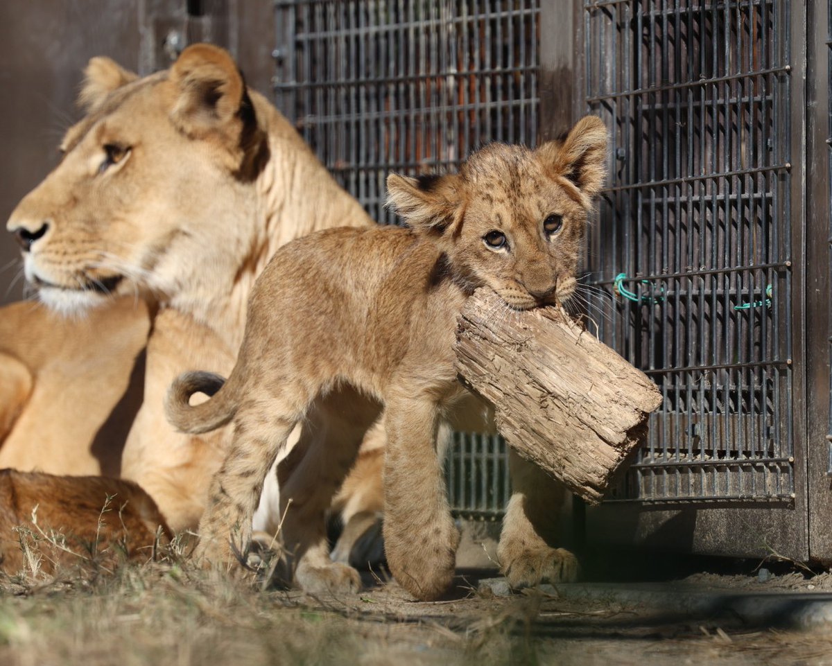 しばライオンページ 得意気だね #のんほいパーク ＃ライオン