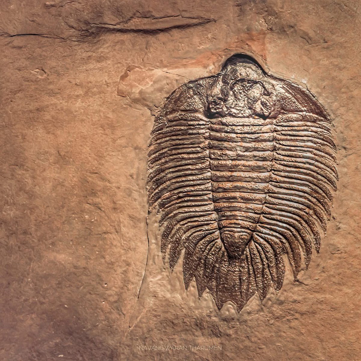 navanis98's tweet image. Arctinurus boltoni is a large, spiny trilobite that lived during the Silurian period, ~424 million years ago.

#trilobite #fossil #science
