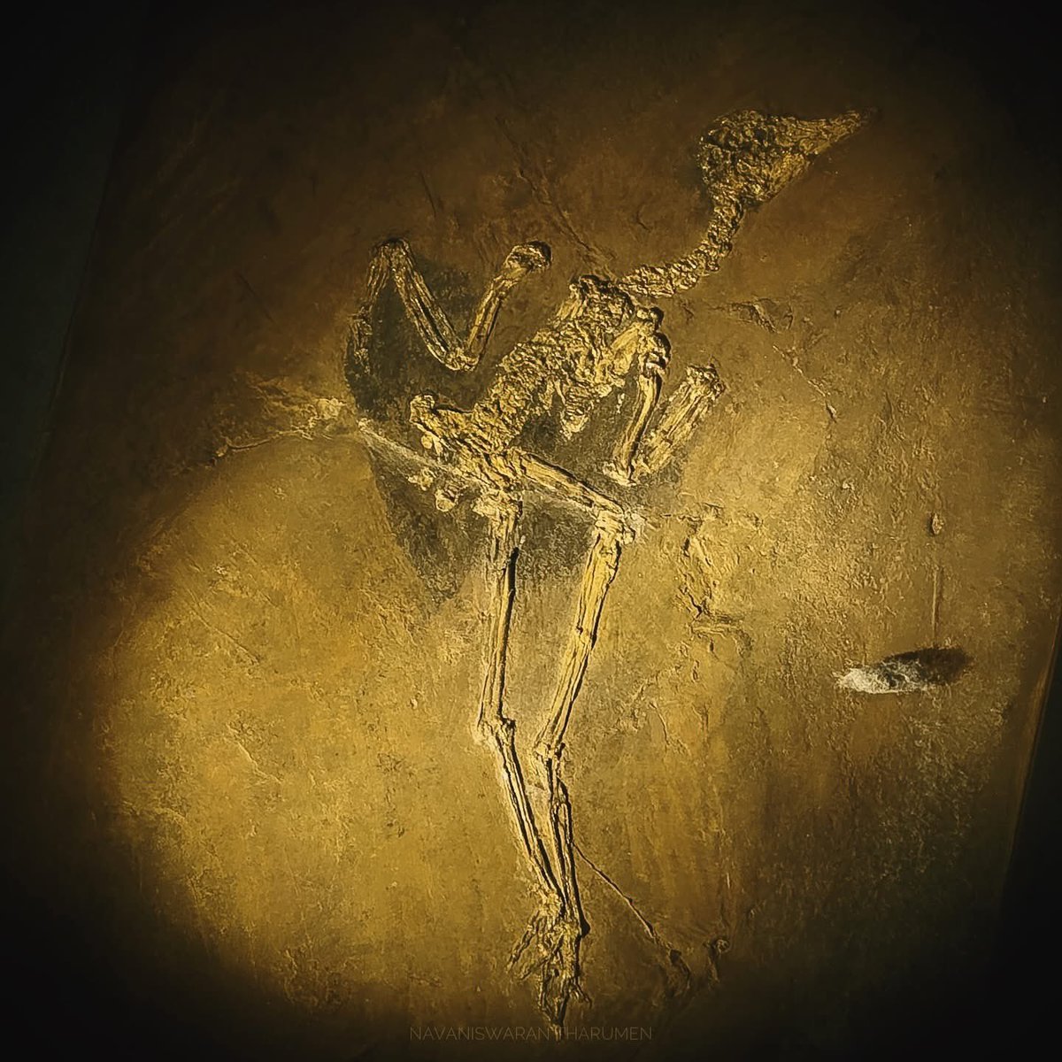 navanis98's tweet image. A very well-preserved specimen of the flightless gruiform bird, Messelornis cristata

#fossil #gruiformbird #science