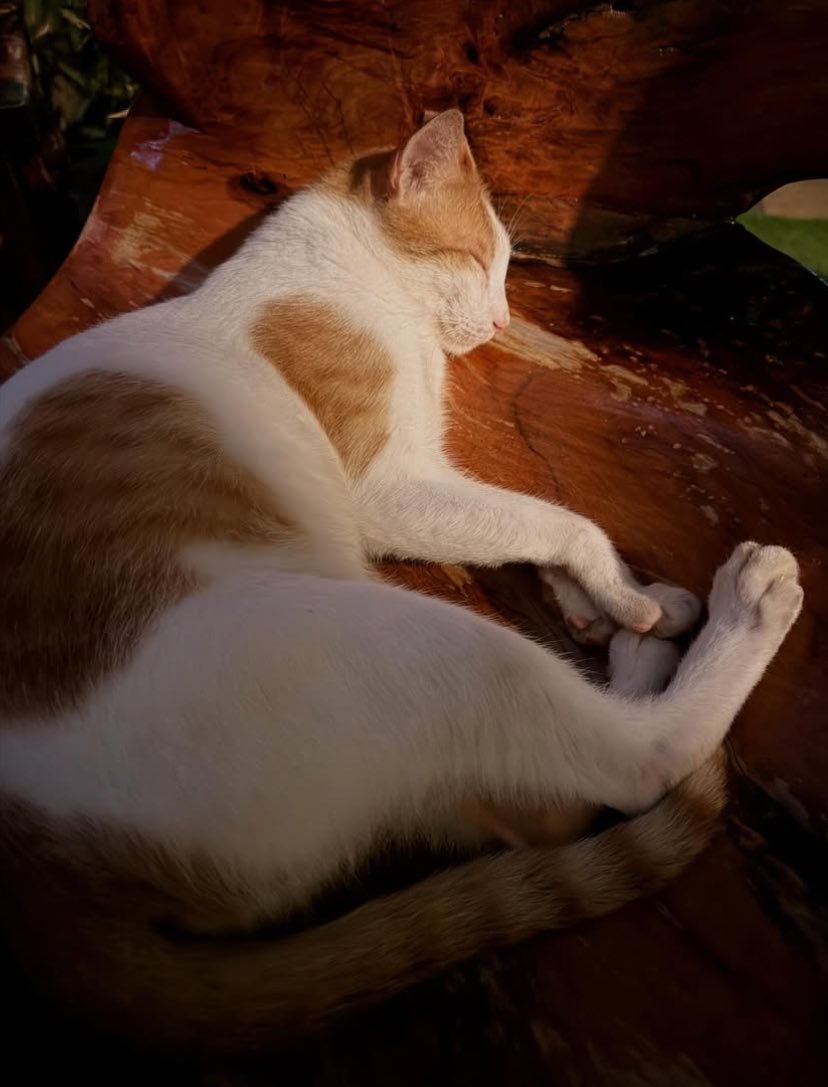 shonimers's tweet image. i just know they missed their cats. yes, &apos;their&apos; sksksks i remember brent doesn&apos;t like it na nalalapit sa cats but look at him🥹