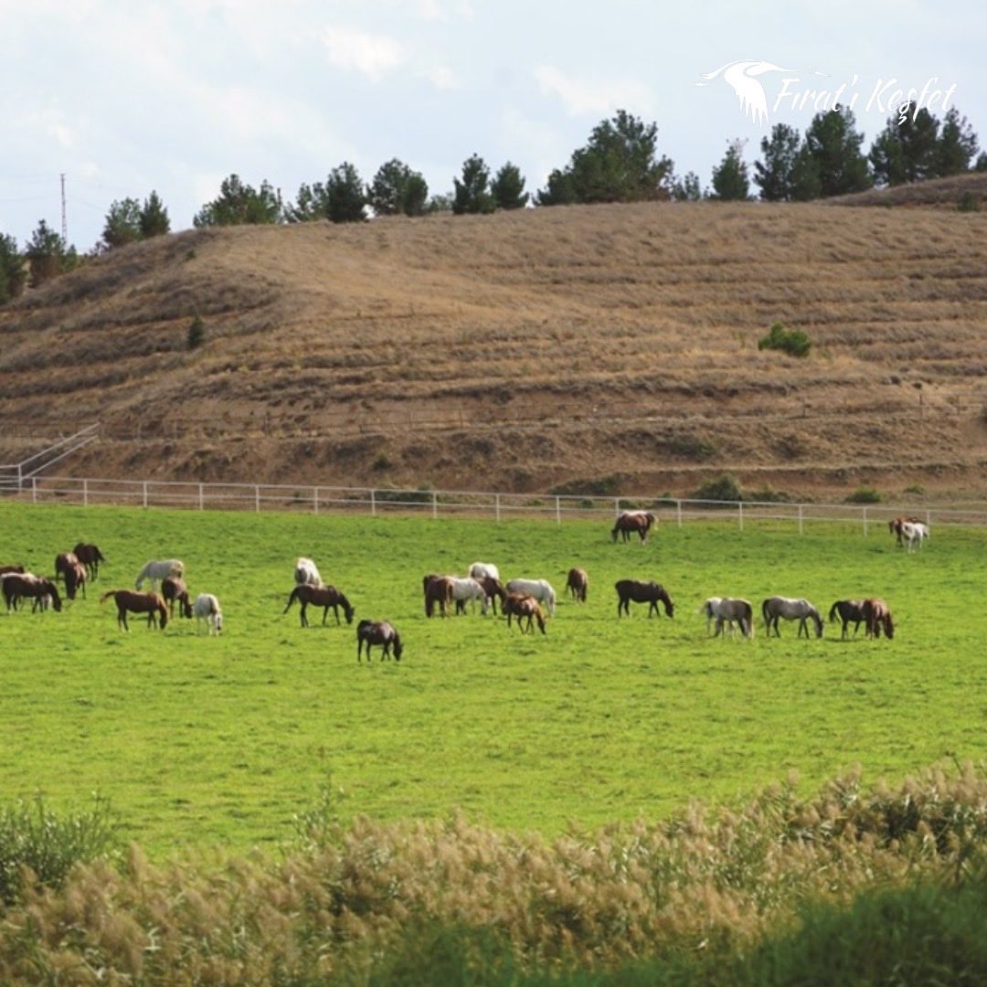 🏇 1865’ten bu yana safkan Arap atlarının yetiştirildiği Sultansuyu Harası, tarihi mirası ve doğal güzellikleriyle Malatya’nın en özel noktalarından biri.

 #fıratıkeşfet #fıratturu #malatya
