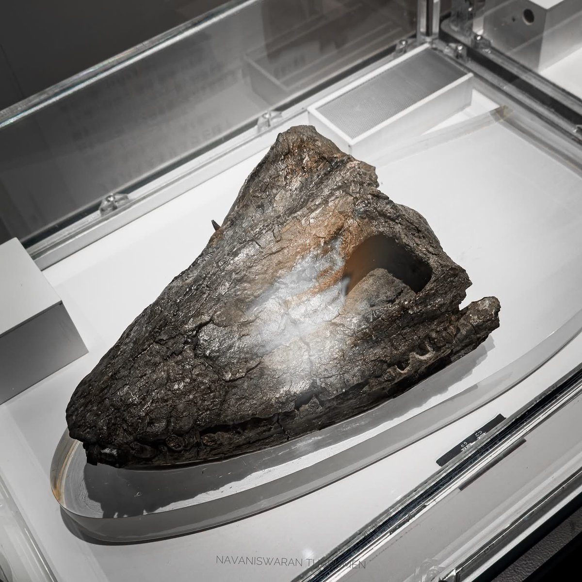 navanis98's tweet image. Futabasaurus suzukii was a long-necked plesiosaur that inhabited the seas of the Late Cretaceous, ~ 89 million years ago, in what is now Japan.

#plesiosaur #fossil #Science #japen