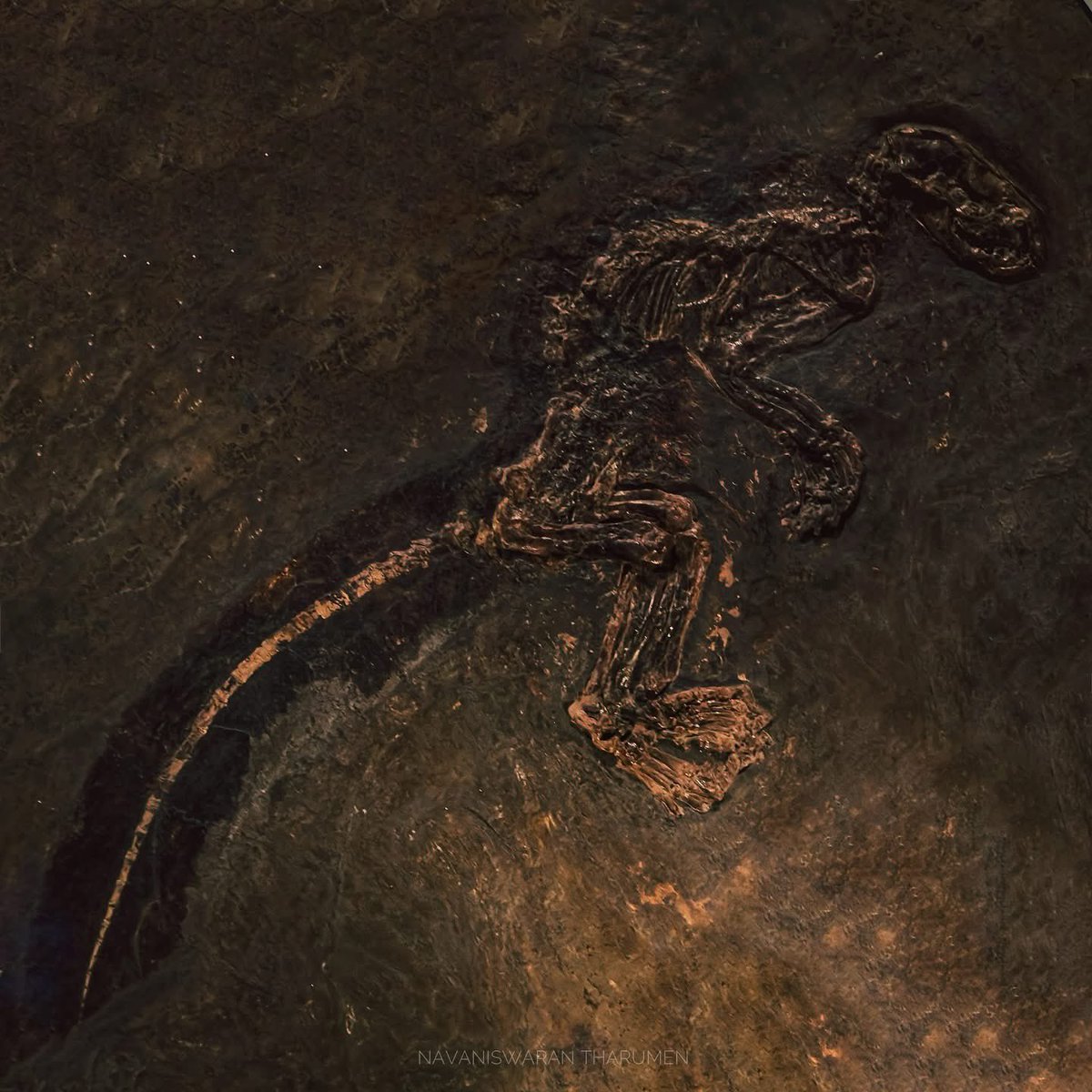 navanis98's tweet image. Kopidodon macrognathus is an extinct species of squirrel-like cimolestan that lived in Germany during the Eocene epoch, ~47 million years ago 

#cimolestan #fossil #Science