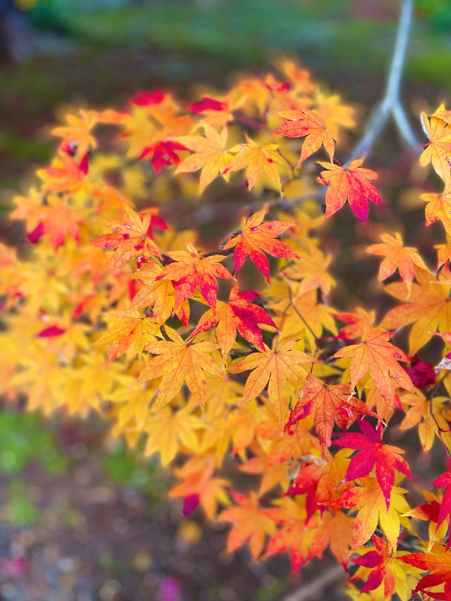 ミント (@tomiminto) / Posts / X