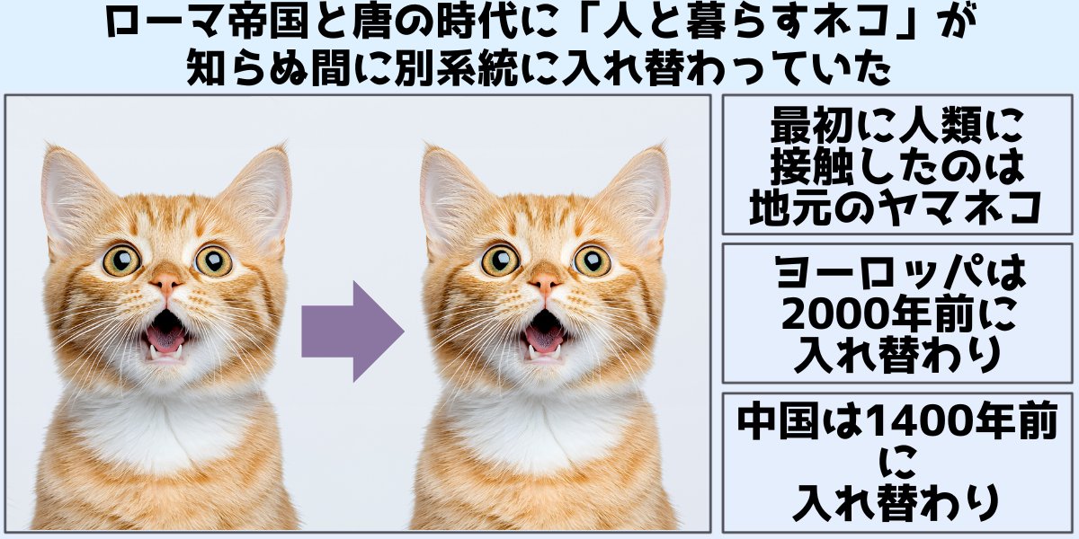 塩猫ノル ノルさん🐈 (@nornornorsan) / Posts / X