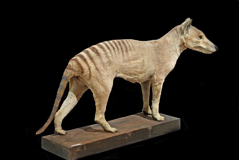 MNCN_Col's tweet photo. Today is #RemembranceDayforLostSpecies. The MNCN purchased this #thylacine from Rowland Ward Ltd. on December 28, 1917, for €3.71. Recent genetic analyses have confirmed that the thylacine population in Tasmania had very low genetic diversity before its #extinction. #Mammals https://t.co/J8GP0GJMPq