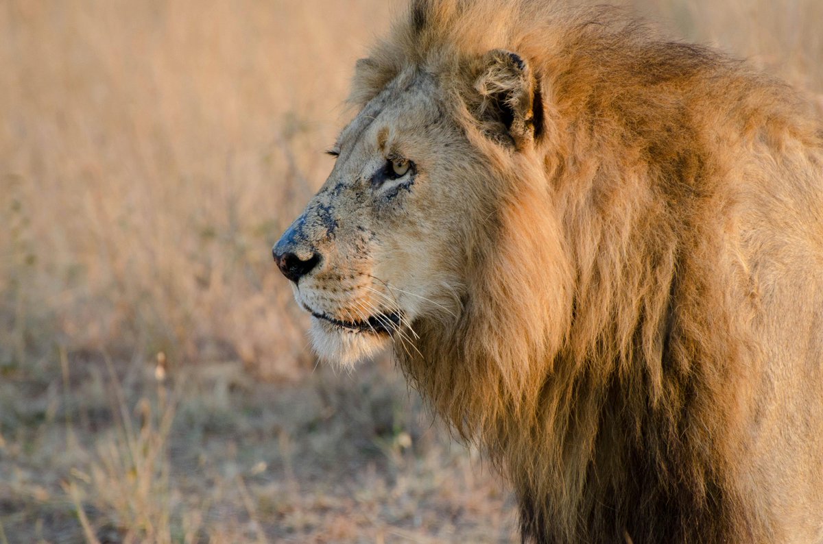 ParrotSafaris's tweet photo. Where the wild wears a crown

Step into the kingdom of the lions — fierce, regal, and unapologetically wild.
Swipe to meet the rulers of the savanna.

Book your safari: 0114 086126
Visit Website: https://t.co/GhPgX2uC1X

#parrotsafaris #tembeakenya #tourpackages https://t.co/WzqXDa5dX8
