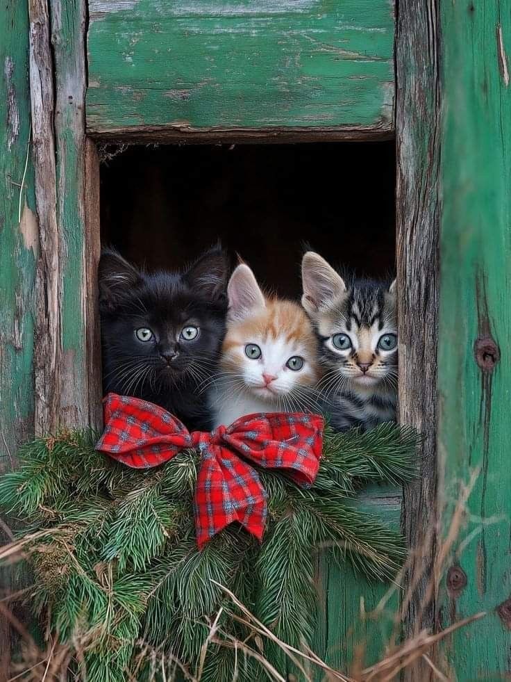 Καλό μήνα και καλές γιορτές σε όλους με αγάπη και υγεία 🎀💚🎀