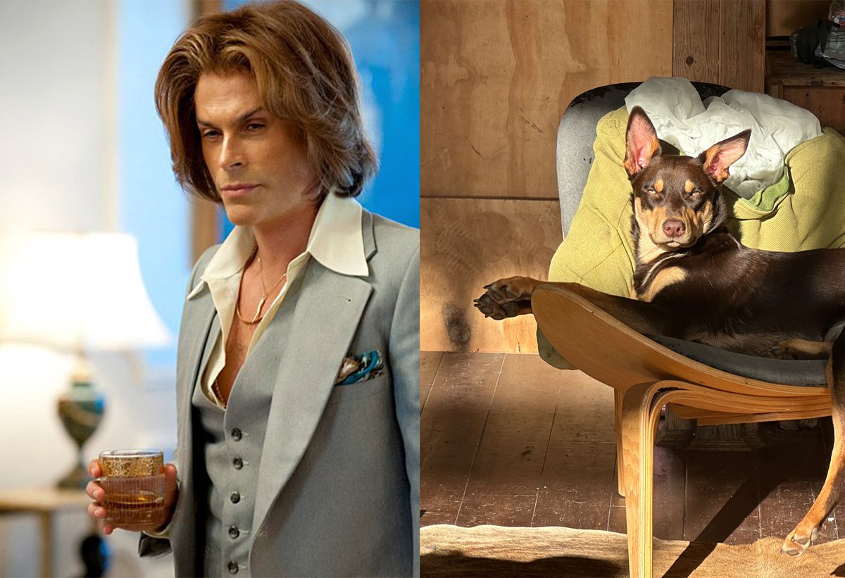 Ripley the #kelpie always channeling Dr. Jack Startz <a href="/RobLowe/">Rob Lowe</a> #BehindtheCandelabra
