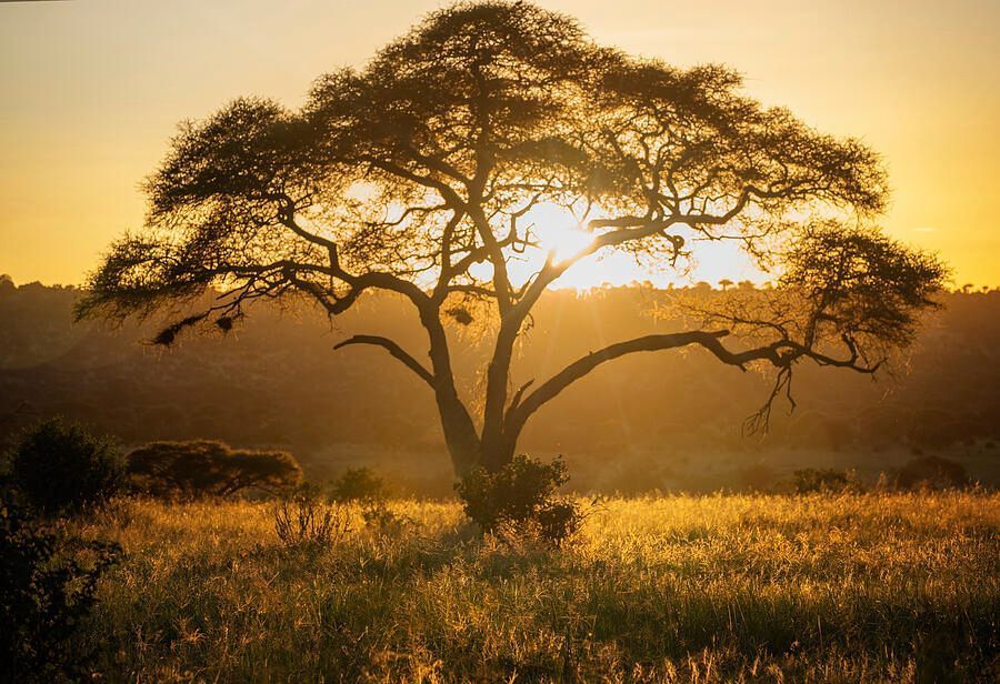 joancarroll's tweet image. EXTRA DAY DECEMBER 1! 25% OFF ALL WALL ART AT joan-carroll.pixels.com Golden African Sunset! buff.ly/3OPLDwu #sunset #africa #tree #silhouette #golden #tanzania  #Travel #travelphotography #giftideas @joancarroll