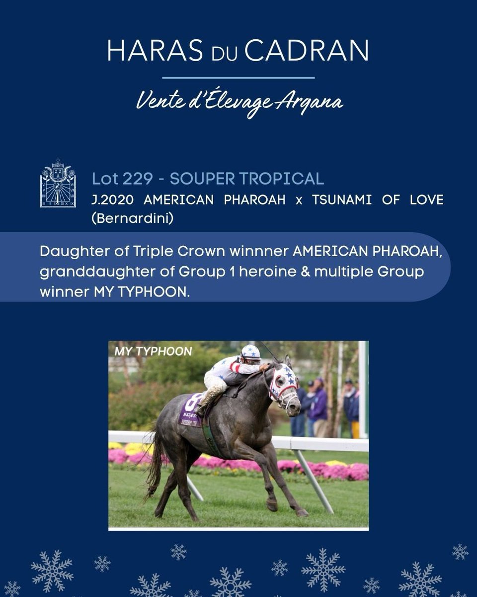 HARAS DU CADRAN tweet media