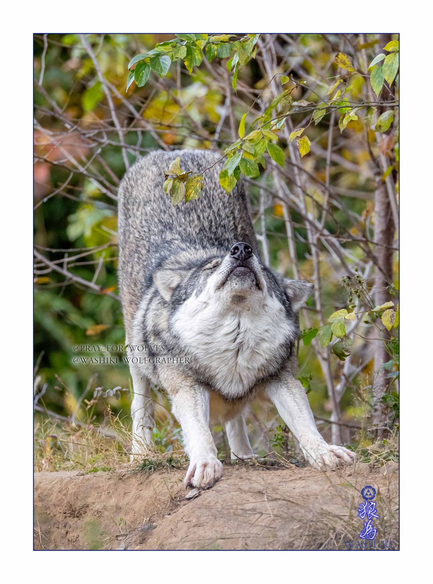 WASHIKI🐺🌊WolfGrapher (@pray_for_wolves) / Posts / X