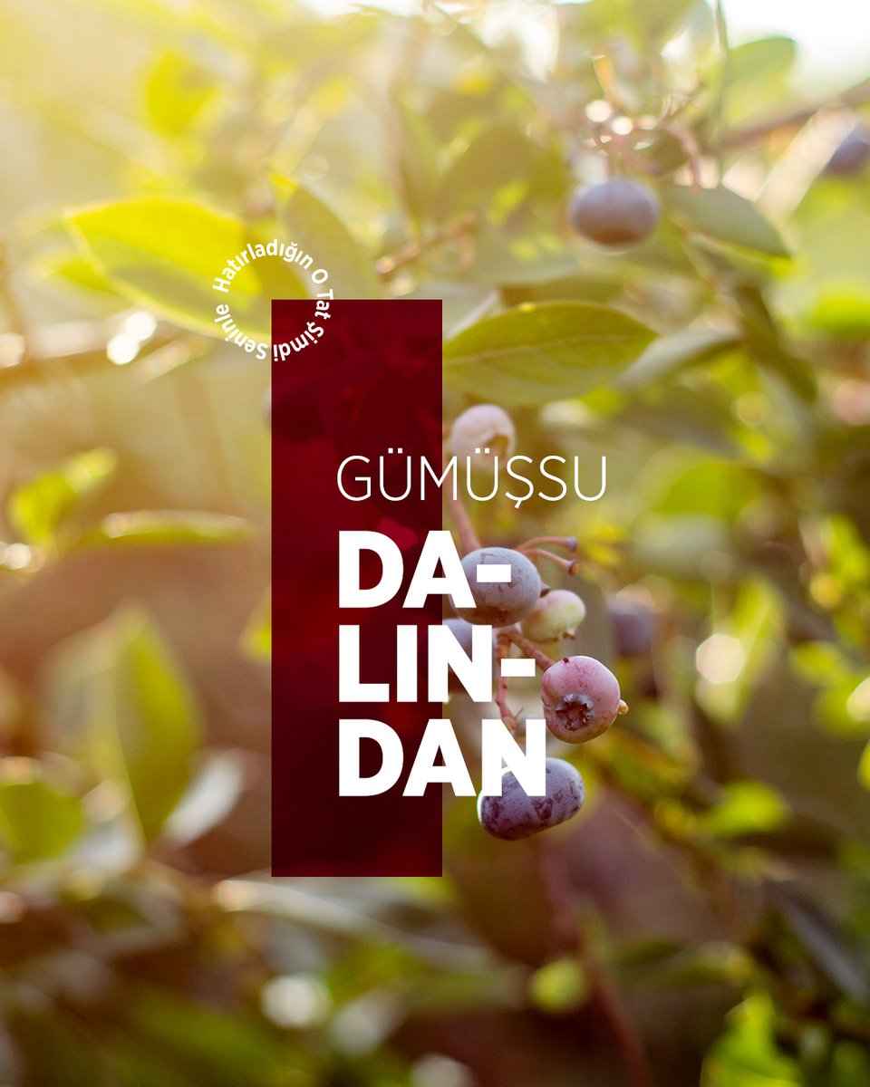 Gümüşsu için her şey dalında başlar.
Güneşin değdiği, toprağın kokusunu taşıyan o taze anı korumak en büyük önceliğimizdir.
Meyvenin dalından koparken sahip olduğu doğallığı, katkısız yapısıyla olduğu gibi sofranıza taşırız.

#gümüşsu #meyve #meyvesuyu #kızılcık #kuşburnu #aronya