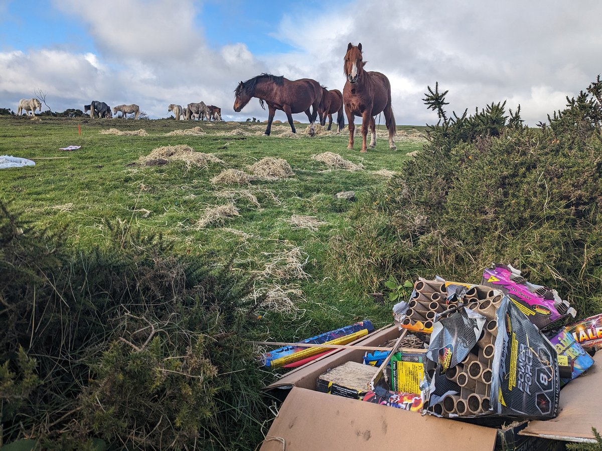 We're still talking about #fireworks - and so are many MPs! 🎆 #MondayMotivation #KeepHorsesInMind

Here's just some of the activity that has been keeping the topic on the political agenda recently - redwings.org.uk/news-and-featu…