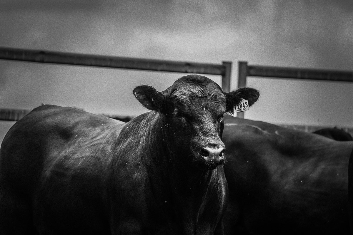 angusaustralia's tweet image. 🧬 Data Integrity 🧬
Accurate birth weights, weaning records, scanning data, breeding dates.... Data integrity protects the breed&apos;s reputation and your investment in genetics. 

angusaustralia.com.au 

#AngusAustralia #EBVs #SelectionTools #AngusCattle #angus #AngusPremium