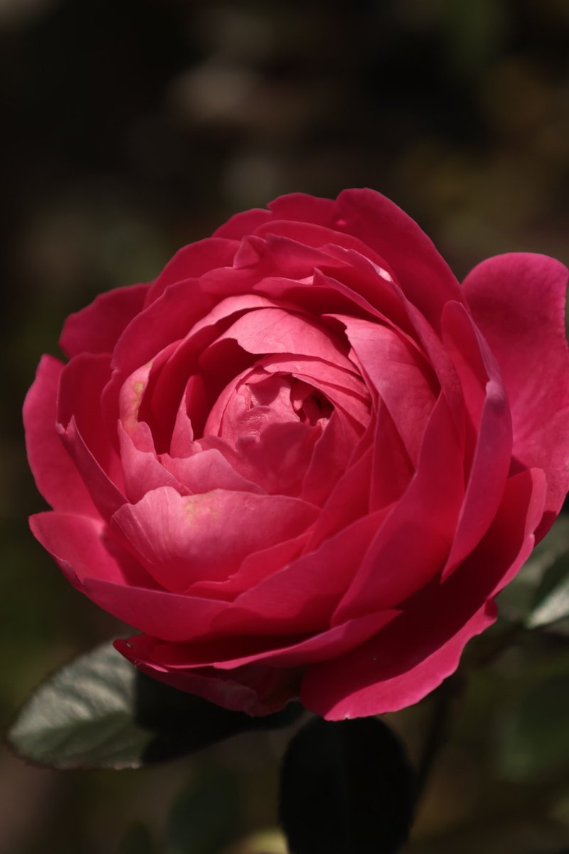 Rose 😘

#Photography #Flowers #Rose