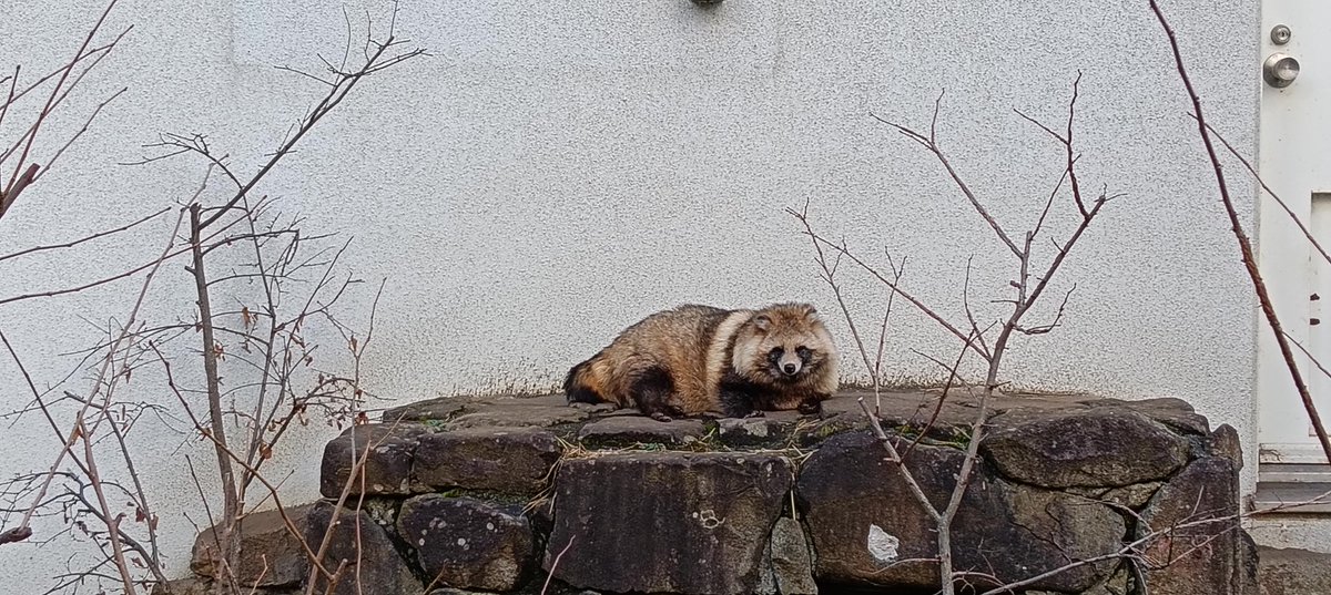 Post by しお on X: たぬき 3モード