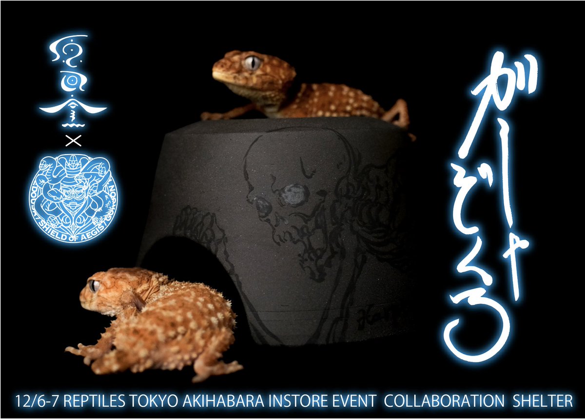 yamamotonaoki's tweet photo. 【告知拡散希望】
今週末12/6-7日はREPTILES TOKYO秋葉原本店にて原田窯と共にインストアイベントです。
東レプが無くなって行き場をなくした皆様にきていただけるよう、東京でイベント開催します！

それに伴い久々のコラボシェルターをご用意しました！
Lサイズ限定で「がしゃどくろ」とシシバナヘビモチーフの「獅子神楽」が限定で登場！どちらも4個ずつの販売となります。

さらにREPRILES TOKYOをイメージしたシェルターもMとLサイズをご用意！
こちらは別途掲載します！

注:シシバナヘビは飼っていないため今年ハッチのボールパイソン。