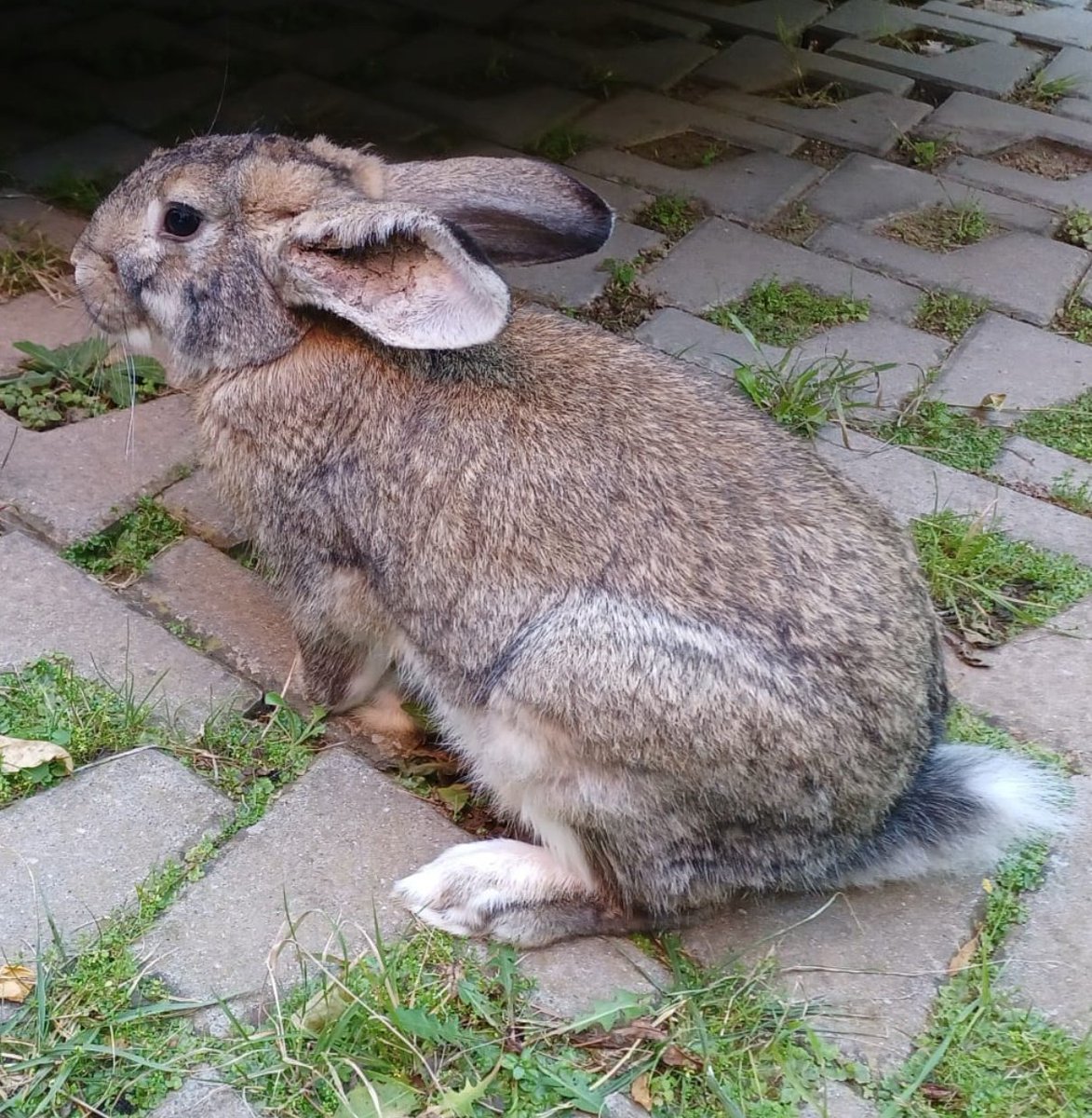 Conill domèstic trobat a l'avinguda Sitges. El tindrem uns dies a dependències per si algú el vol recuperar. 
<a href="/ajbegues/">Ajuntament de Begues</a>