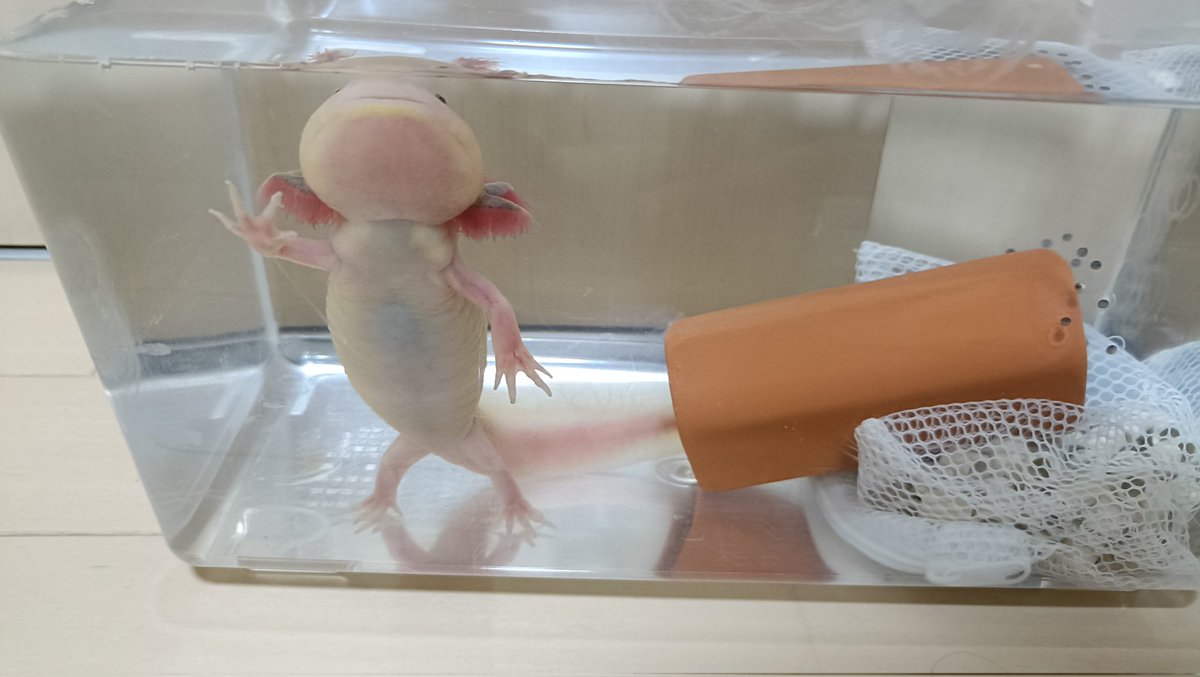 暇さえあればとにかくウパの卵ながめてる🙂みんな元気に育ってくれー

母ちゃんは立ち上がりご飯モリモリ食べるまで回復しました(隣のプラケに卵350隔離中)