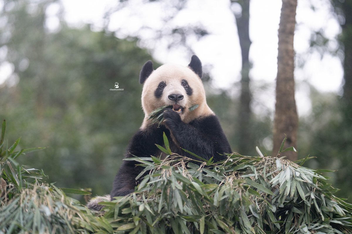 chaokun0610's tweet image. シャンシャン 😆
2025.11.23📷
#香香公主 
#パンダ #Panda 
#中国大熊猫保護研究中心碧峰峡雅安基地
