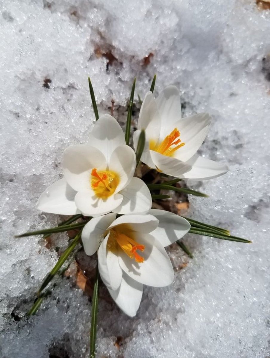 _sam_sa_ra's tweet image. #Buongiorno