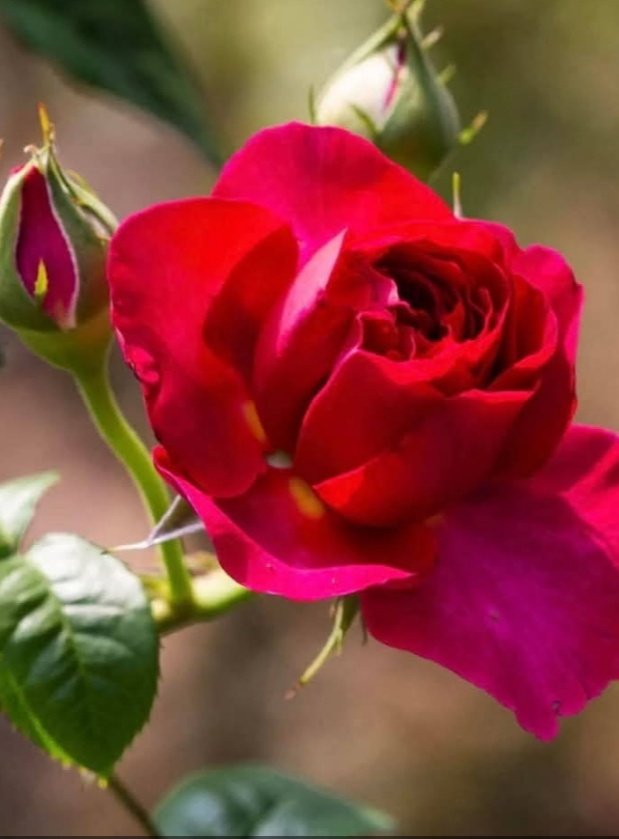 .....
Ölümden sonra yoktur 
Ömürlerin kazası,
Ellerin boş gidersin 
Yoksa #ALLAH rızası...🌺🍃