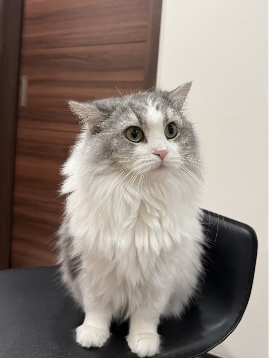 ひな (@uni_hinahina_) / Posts / X