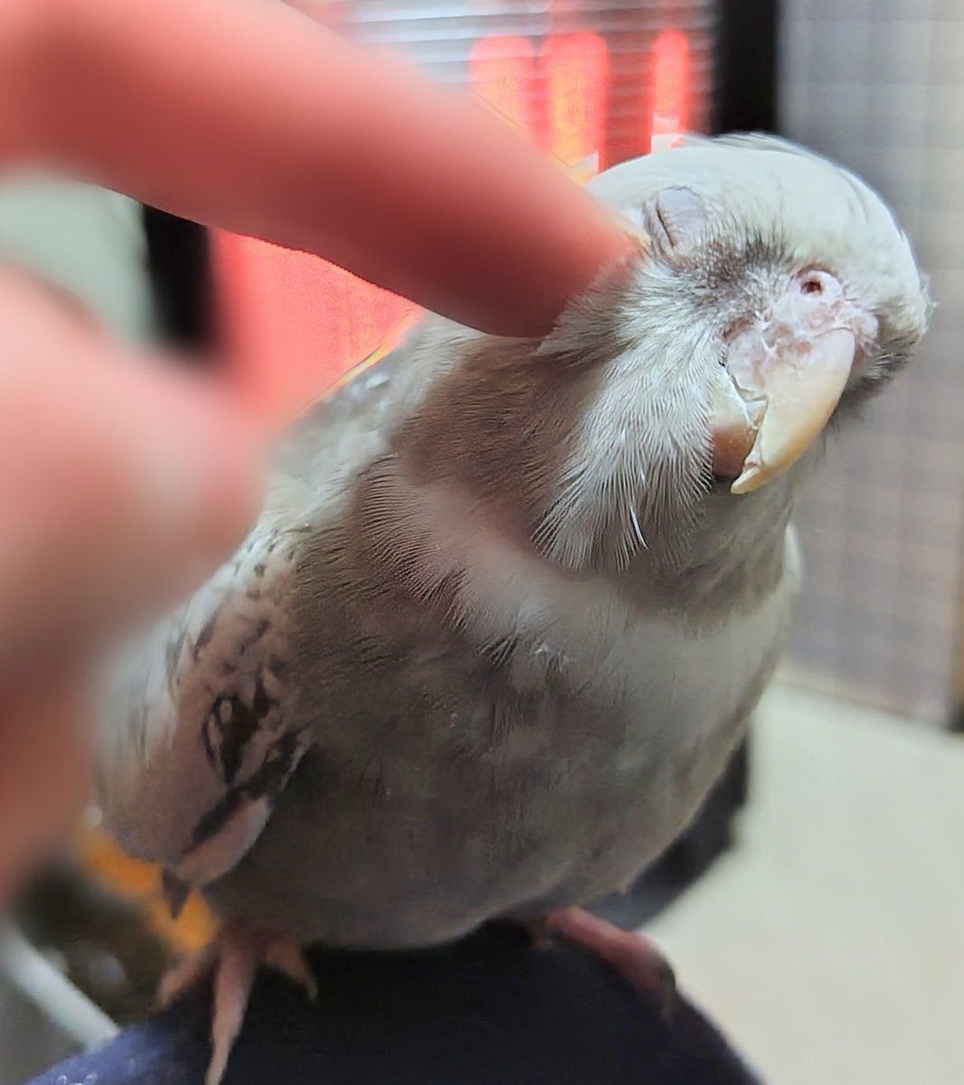 モカちゃんただいま〜🥰👉️🐦️💕

#オカメインコ
#インコ
#気持ち良さそう