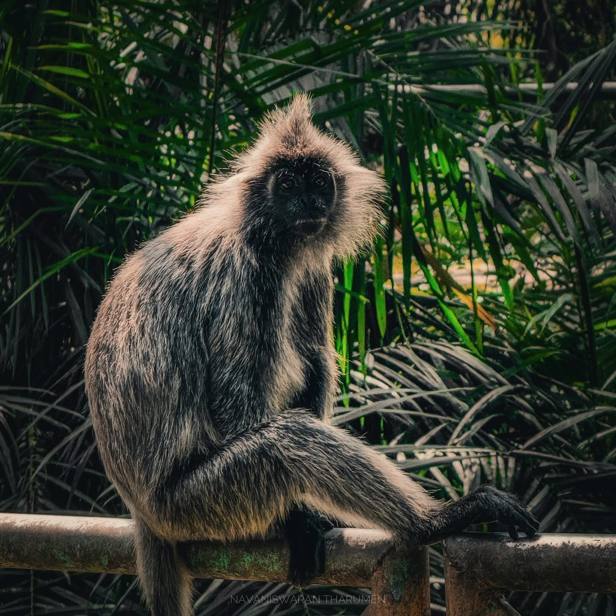 navanis98's tweet photo. Meet the Silvery Lutung (Trachypithecus cristatus) a shy, tree-dwelling leaf monkey of SE Asia’s mangroves. Spiky silver coat, amber eyes, and sadly, a species under threat from habitat loss. Spotted at Bukit Melawati today.

#monkey #silverylutung #wild #wildlife #photography https://t.co/2mqjkiZoos