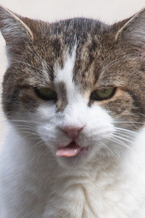 <a href="/Number10cat/">Larry the Cat</a> 😺😋Delicious!!!! 😸😸😹🐾🐾
Credit @Justin_ng