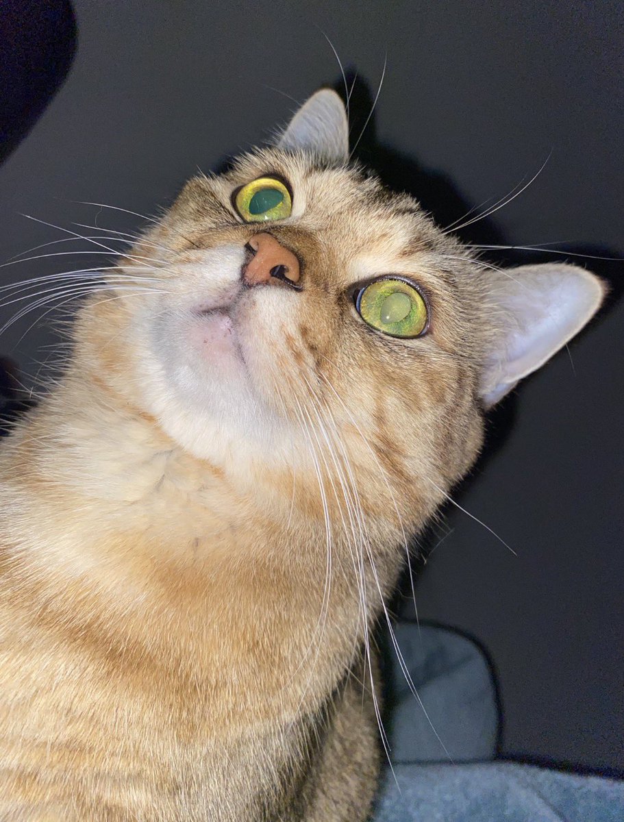 Fenerbahçe yenemezse , yatarken   sinirden alacağım şekil ;) #luna