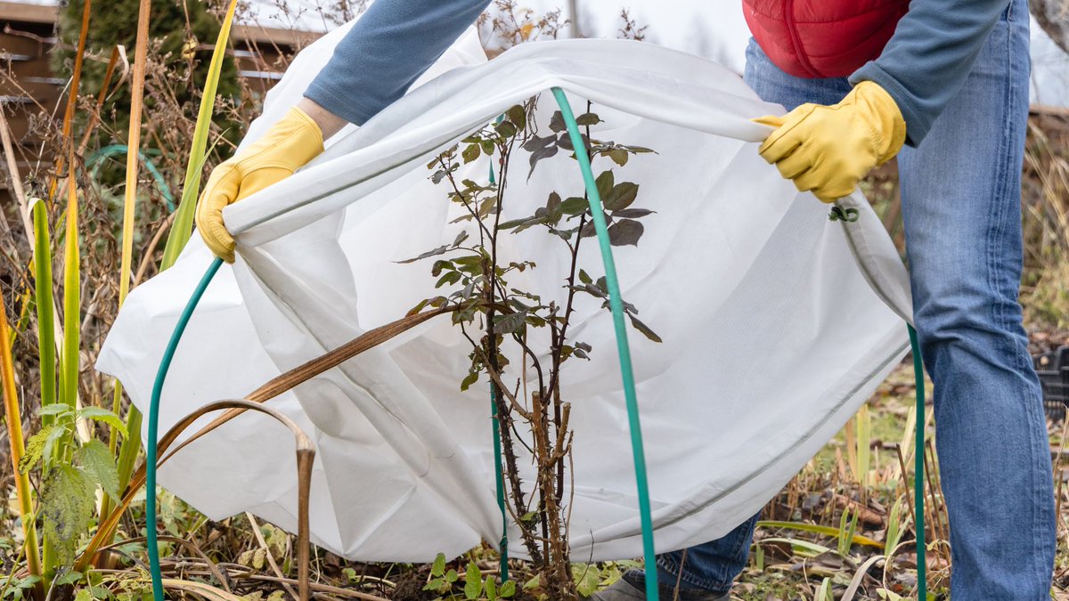 December gardening jobs done right – 10 expert tasks for frost-proofing and planning

Read here: thenaturalgardener.co.uk/advice/decembe…