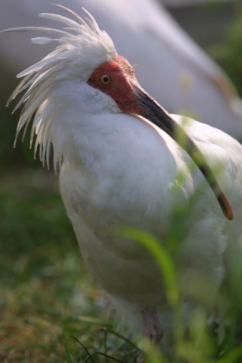 CraneCal117015's tweet image. Today, I am going to share a sad news. According to Beijing Zoo on December 1, the crested #ibis named &quot;Pingping,&quot; who is the longest-living crested ibis under human care in the world,has passed away, concluding its legendary life.
#RedCrownedCrane #ProtectWildlife #CalAndFriend